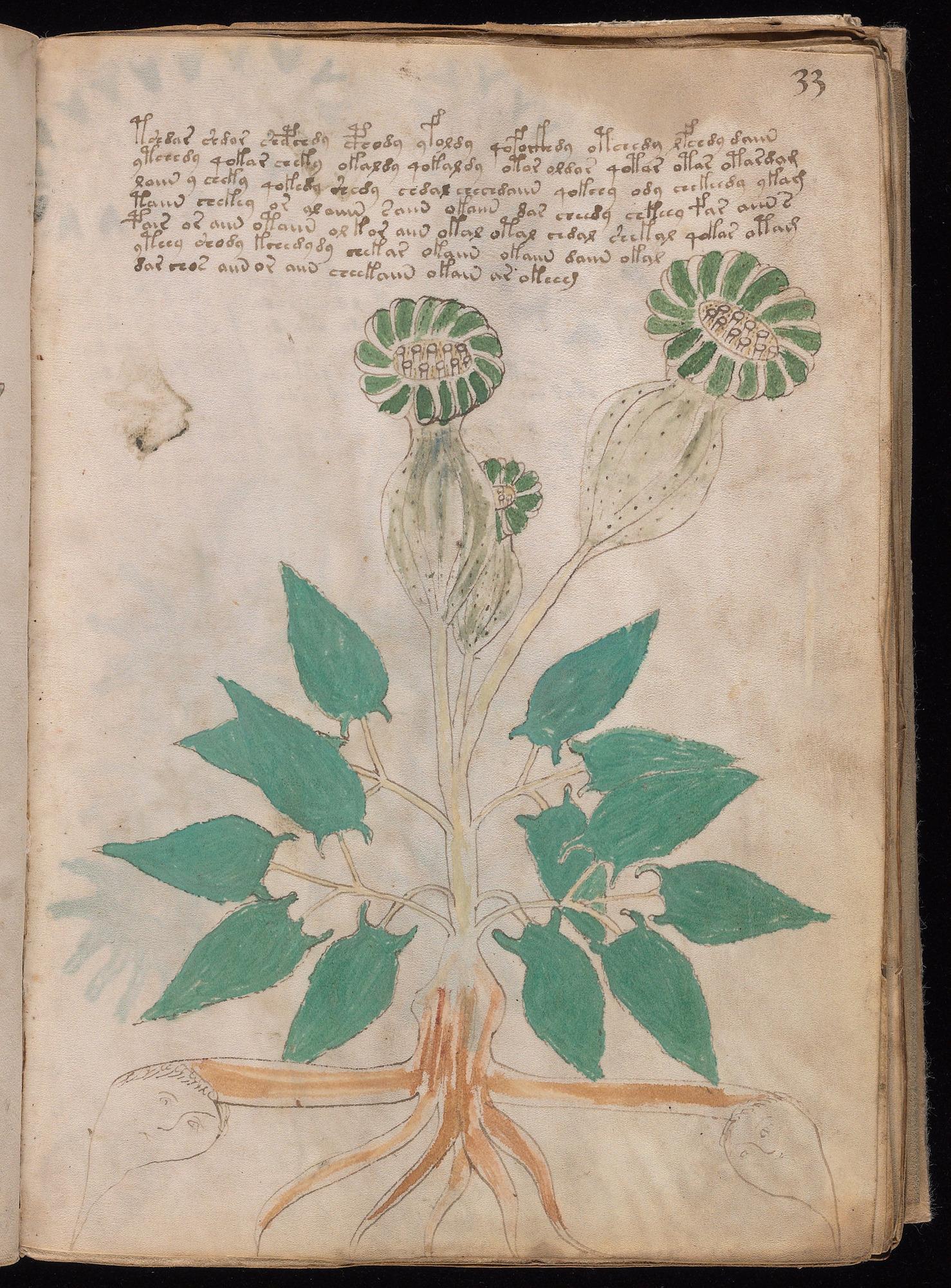 Voynich Manuscript folio f33r — Beinecke MS 408